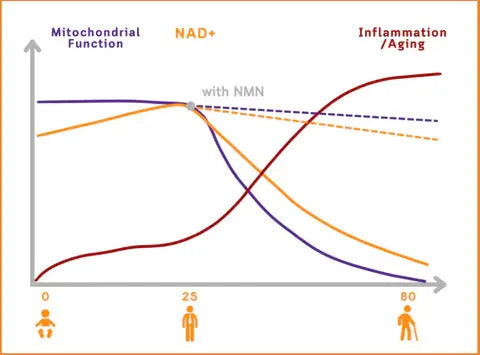 🇺🇸𝗼𝗳𝗳𝗶𝗰𝗶𝗮𝗹 𝗦𝘁𝗼𝗿𝗲 |  𝑮𝑭𝑶𝑼𝑲®NAD+ Bee Venom Repair Capsules — Boost Estrogen, Supports Hormone & pH Balance, Vaginal Comfort, Libido, Menopause Relief & Skin Health; Helps Reduce Odor, Hot Flashes & Itching
