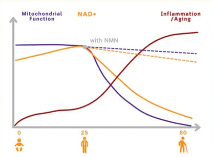 🇺🇸𝗼𝗳𝗳𝗶𝗰𝗶𝗮𝗹 𝗦𝘁𝗼𝗿𝗲 |  𝑮𝑭𝑶𝑼𝑲® NAD+NMN Rhodiola Rosea 5-IN-1 Intimate balance Vaginal Capsules